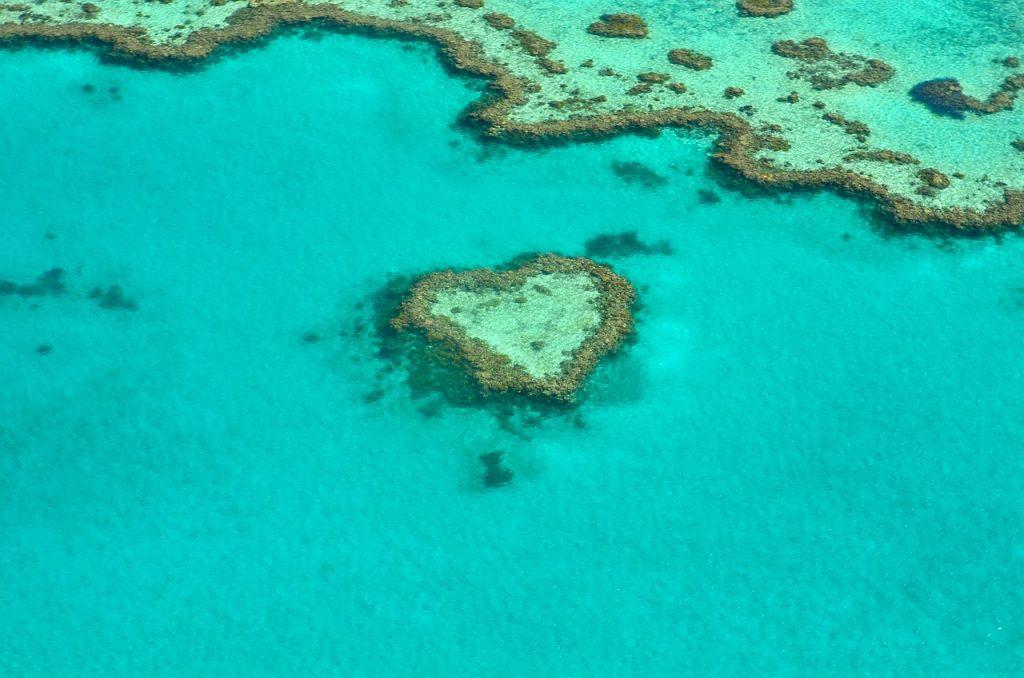heart, coral, nature