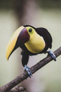 Photo by Paulswilderness toucan, bird, branch